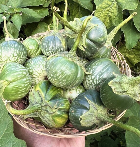 Taizemes baklažāns “Thai Chao Praya”